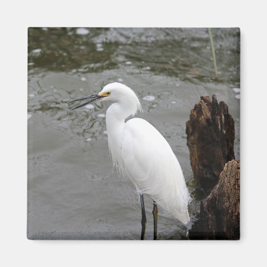 Singing Snowy Egret Magneet (Voorkant)