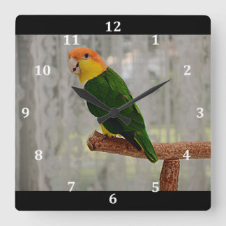 Singing White Bellied Caique Parrot Vierkante Klok