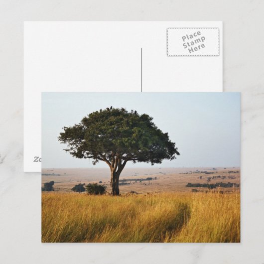 Single acacia tree on grassy plains, Masai Mara Briefkaart (Voorkant / Achterkant)