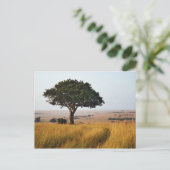 Single acacia tree on grassy plains, Masai Mara Briefkaart (Staand voorkant)