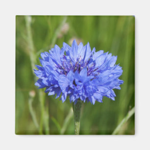 Single Blue korenbloem in groen Engels Meadow Magneet