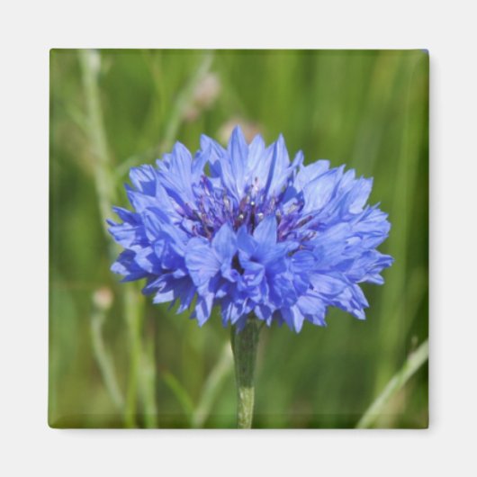 Single Blue korenbloem in groen Engels Meadow Magneet (Voorkant)
