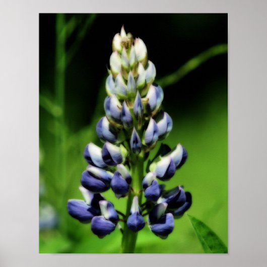 Single Blue Lupine Flower Orton effect Poster (Voorkant)