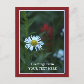 Single Blue-White Daisy Greetings Briefkaart