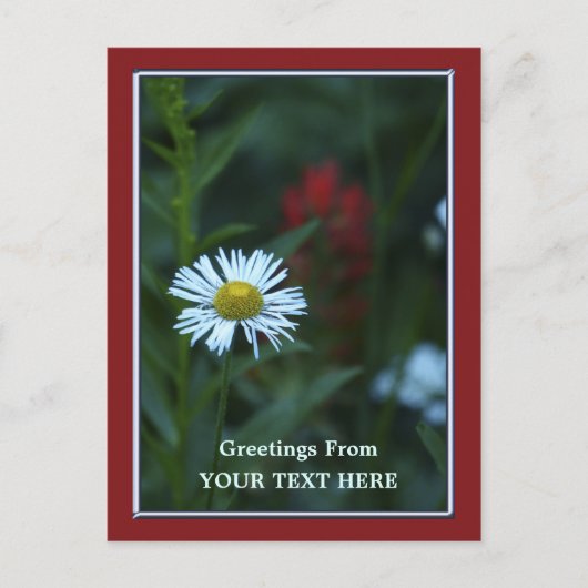 Single Blue-White Daisy Greetings Briefkaart (Voorkant)