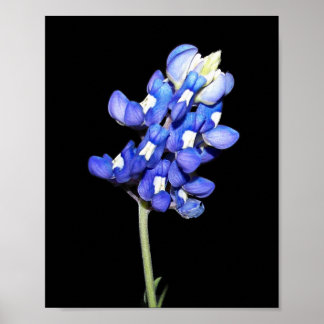 Single Bluebonnet op zwarte achtergrond Poster