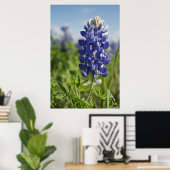 Single Bluebonnet Texas Poster (Thuiskantoor)