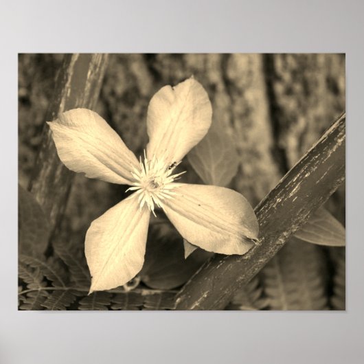 Single Clematis Flower Sepia Tint Poster (Voorkant)