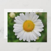 Single Daisy Flower Briefkaart (Voorkant / Achterkant)