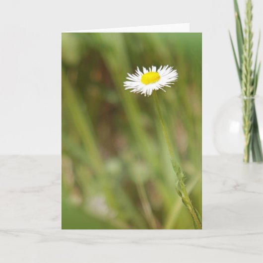 Single Daisy Wenskaart Kaart (Voorkant)