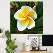 Single Frangipani Blossom Realism Art Poster (Thuiskantoor)