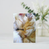 Single Kittens-Briefkaart Briefkaart (Staand voorkant)