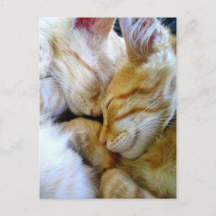 Single Kittens-Briefkaart Briefkaart