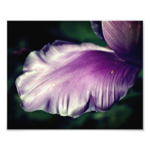 Single Paarse Tulip bloemblad Close-up 8x10 Foto Afdruk