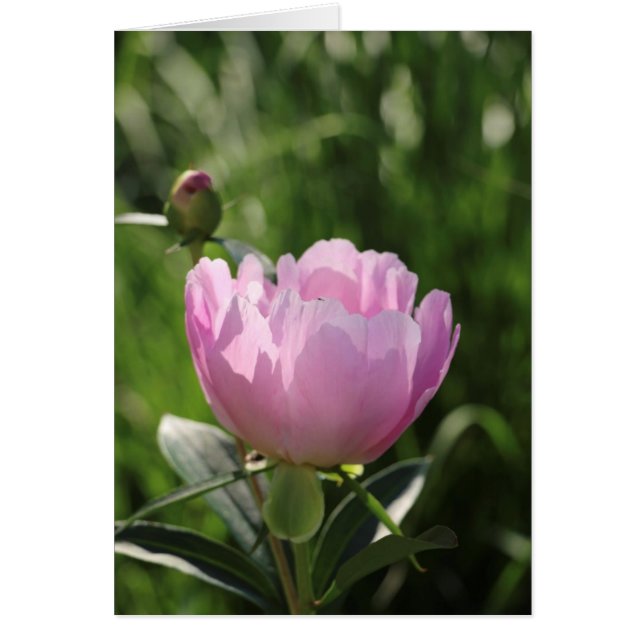 Single Pink Peony (Voorkant)