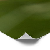 Single Pink Poppy Foto Close-up Poster (Hoek)