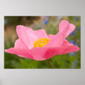 Single Pink Poppy Foto Close-up Poster (Voorkant)