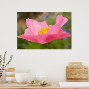 Single Pink Poppy Foto Close-up Poster
