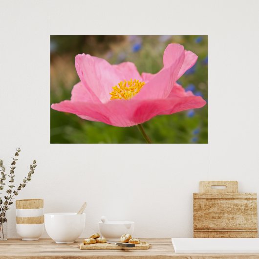 Single Pink Poppy Foto Close-up Poster (Keuken)