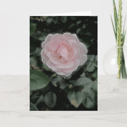 Single Pink Rose Jubileum Kaart (Voorkant)