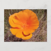 Single Poppy Briefkaart (Voorkant)
