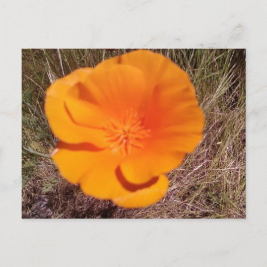 Single Poppy Briefkaart (Voorkant)