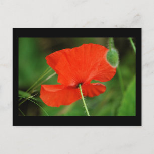 Single Poppy met rand Briefkaart