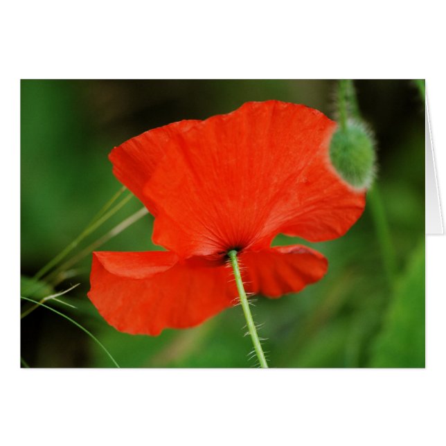 Single Poppy par Steven Dale (Devant horizontal)
