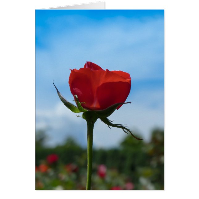 Single Red Rose en Blue Sky (Voorkant)