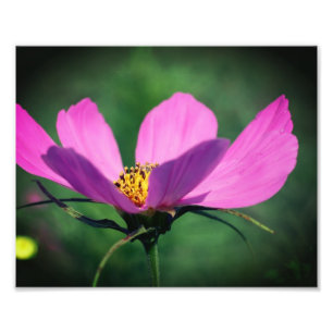 Single Roze Kosmos Bloem in Bloei 8x10 Foto Afdruk