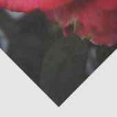 Single Salmon-Roos Tissuepapier (Detail)