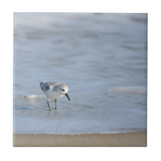 Single Sandpiper walking on beach  Tegeltje