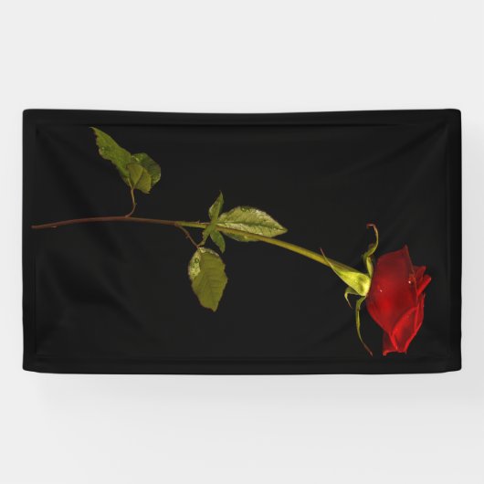 Single Stem-Roos Spandoek (Horizontaal)