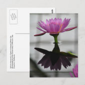 Single Water Lily Post Card Briefkaart (Voorkant / Achterkant)