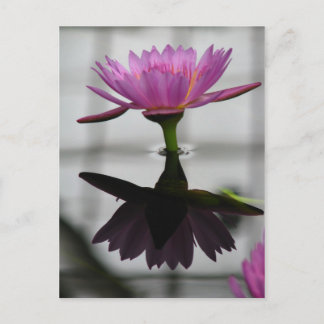 Single Water Lily Post Card Briefkaart