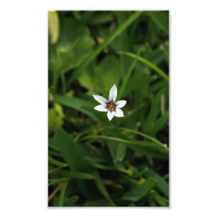 Single White Bloom Wildflower Macro Foto afdrukken Afdruk