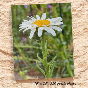 Single White Daisy Bloemen Close-up Foto Legpuzzel