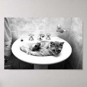 sink_cats_12 katten kitten dieren schattige dichth poster