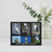 Sint Augustinus, Tropische vogels van Florida Briefkaart (Staand voorkant)