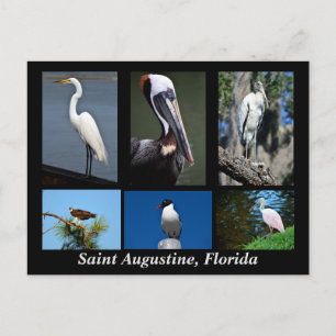 Sint Augustinus, Tropische vogels van Florida Briefkaart
