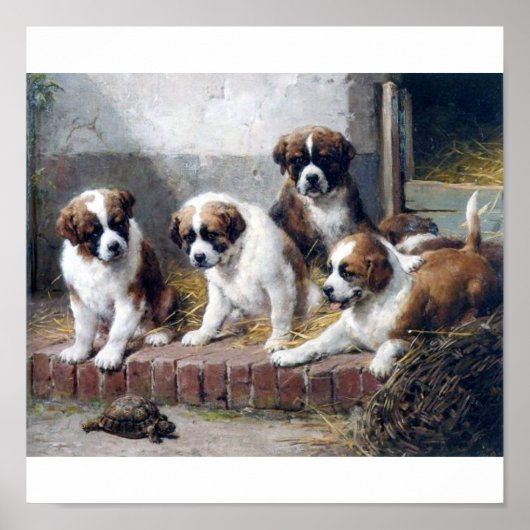 Sint-Bernard-puppies en schildpad Poster (Voorkant)