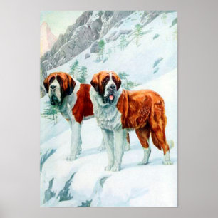 Sint Bernards op een sneeuwbergafbeelding Poster