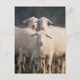 Sint-Croix-schapen Briefkaart