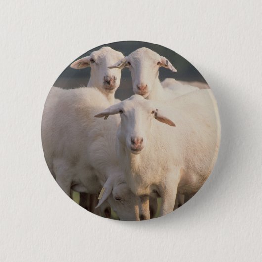 Sint-Croix-schapen Ronde Button 5,7 Cm (Voorkant)