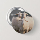 Sint-Croix-schapen Ronde Button 5,7 Cm (Voorkant /achterkant)