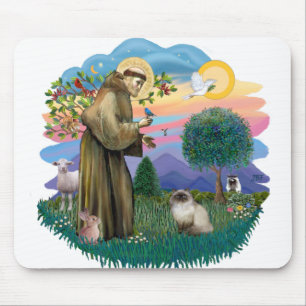 Sint Franciscus (ff) - Seal Point Himalaya kat Muismat