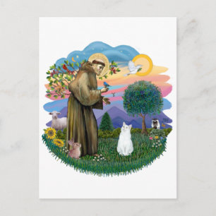 Sint Franciscus - Witte Kat (Amerikaanse SH) Briefkaart