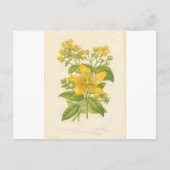 Sint-janskruid, Briefkaart met botanische ventilat (Voorkant)