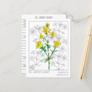 Sint-janskruid kruid Materia Medica Kaarten kruide
