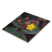 Sint-John's Wort Decorative Tile Tegeltje (Zijkant)
